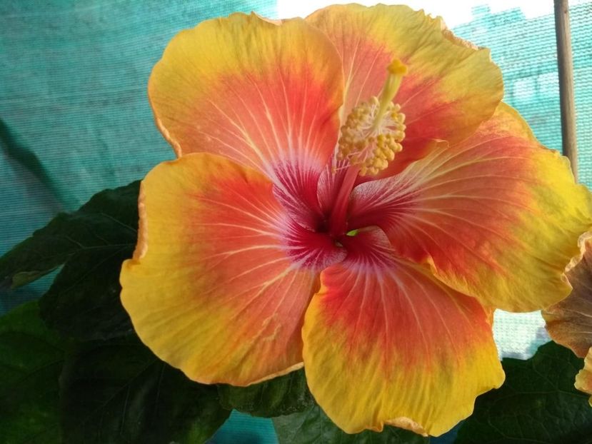  - Tahitian Arcturus Queen