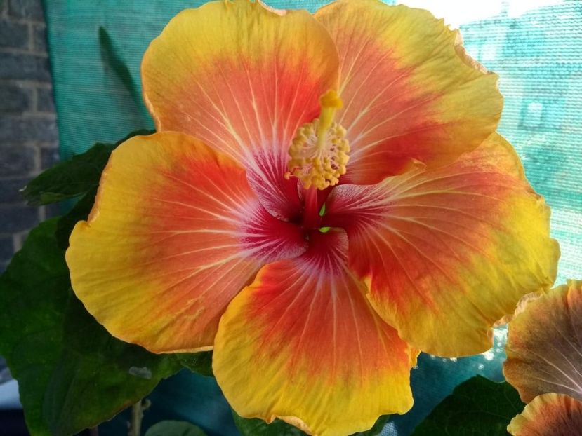  - Tahitian Arcturus Queen