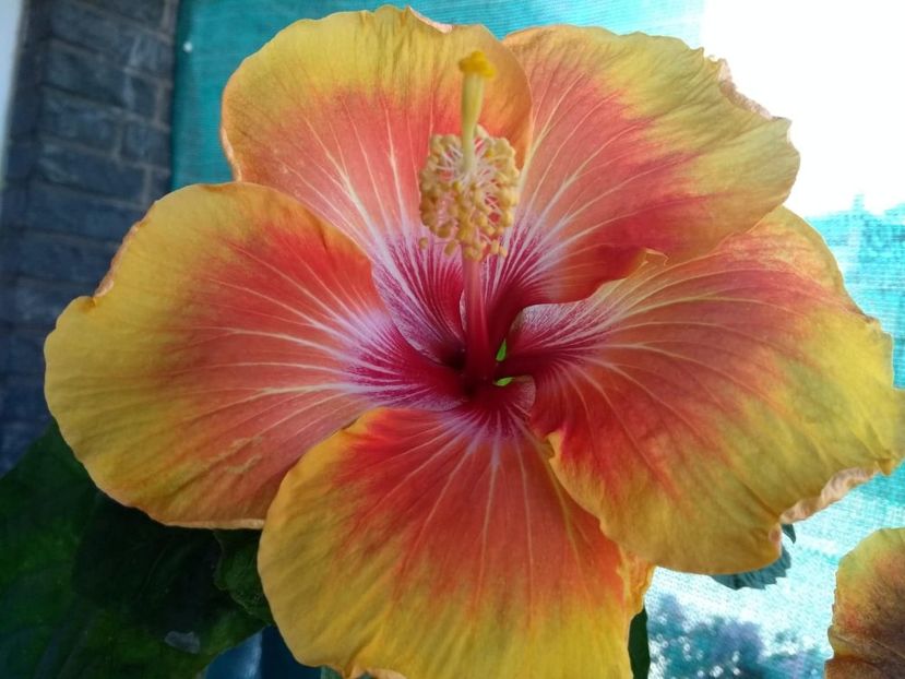  - Tahitian Arcturus Queen