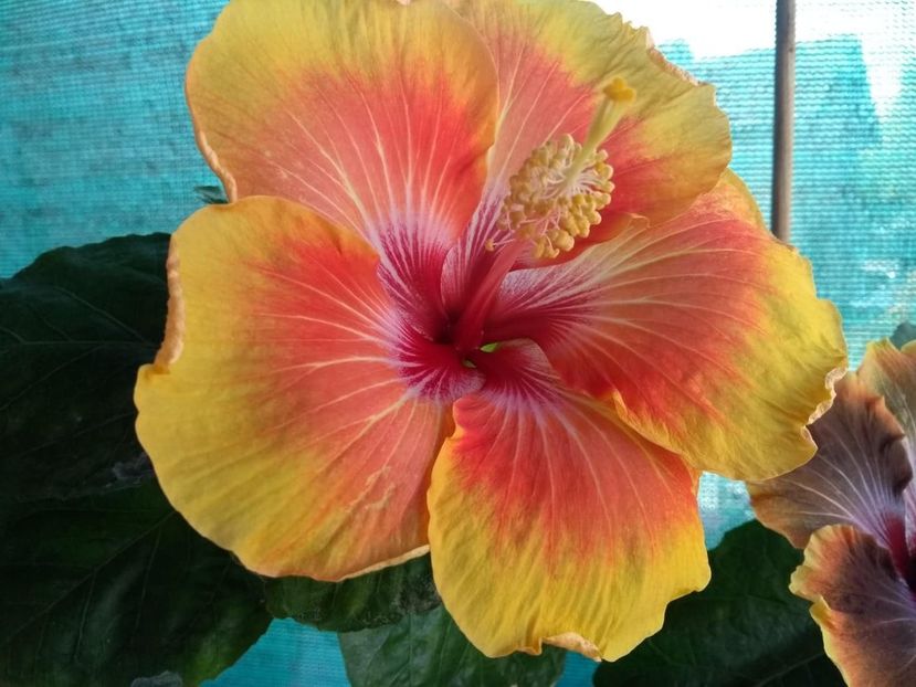  - Tahitian Arcturus Queen