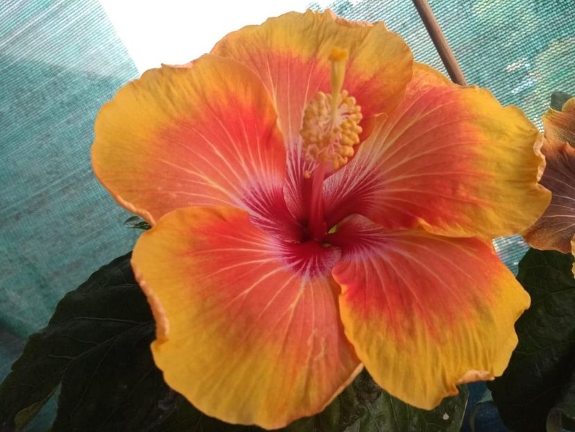  - Tahitian Arcturus Queen