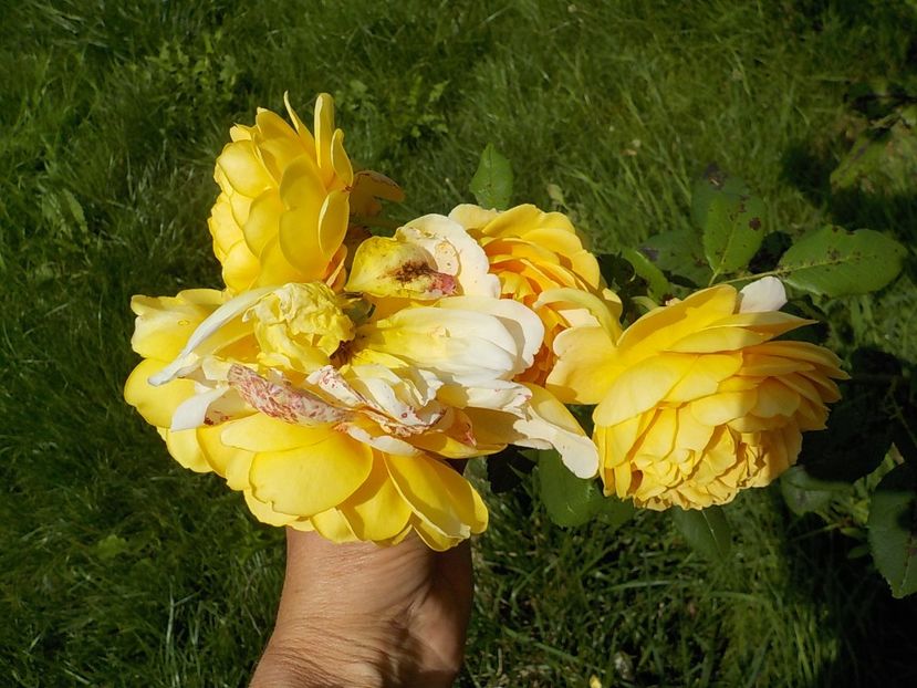  - golden celebration