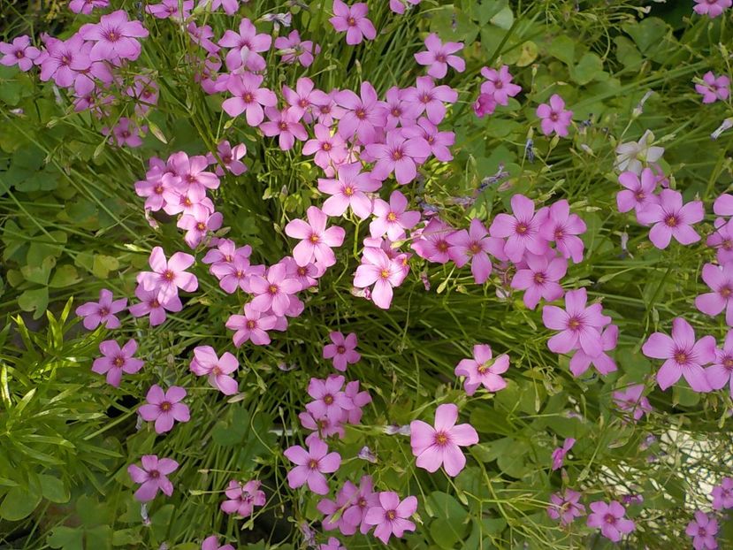  - oxalis