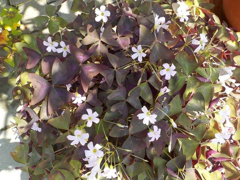  - oxalis triangularis