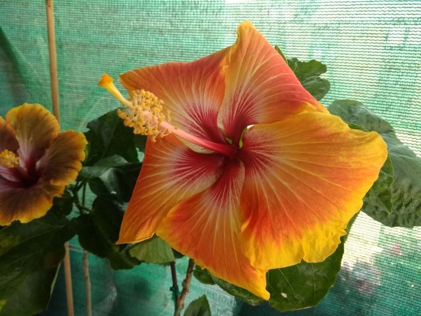  - Tahitian Arcturus Queen