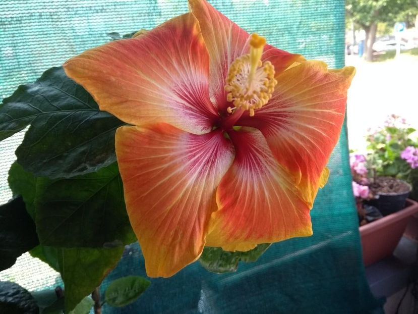  - Tahitian Arcturus Queen