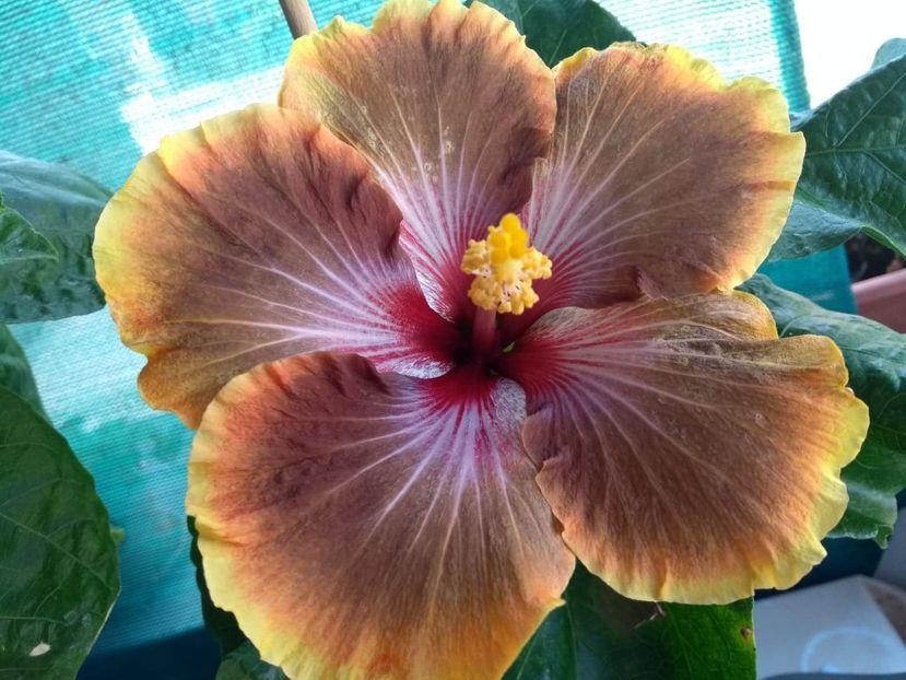 Tah.Brown Delight - 0Hibiscus in colectie infloriti