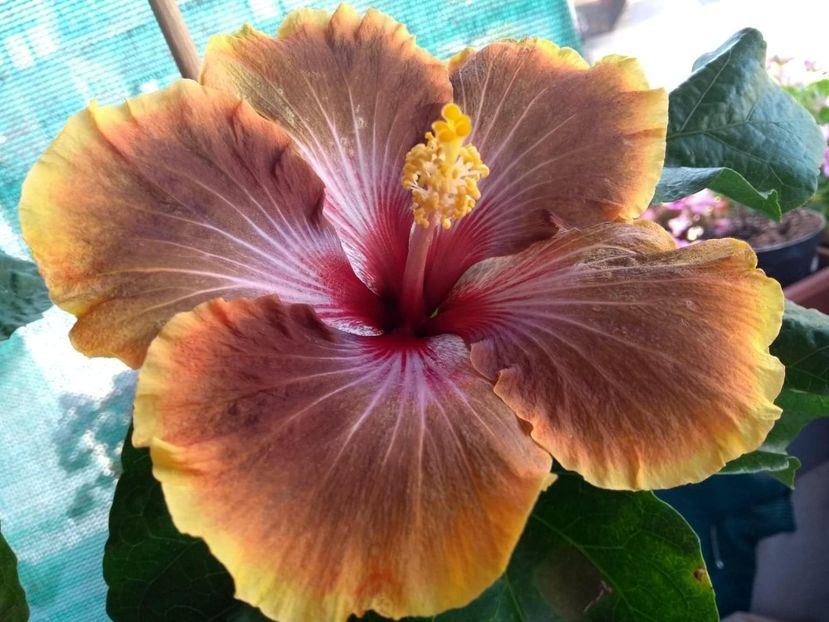  - Tahitian Brown Delight