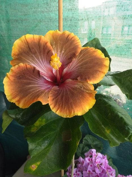  - Tahitian Brown Delight