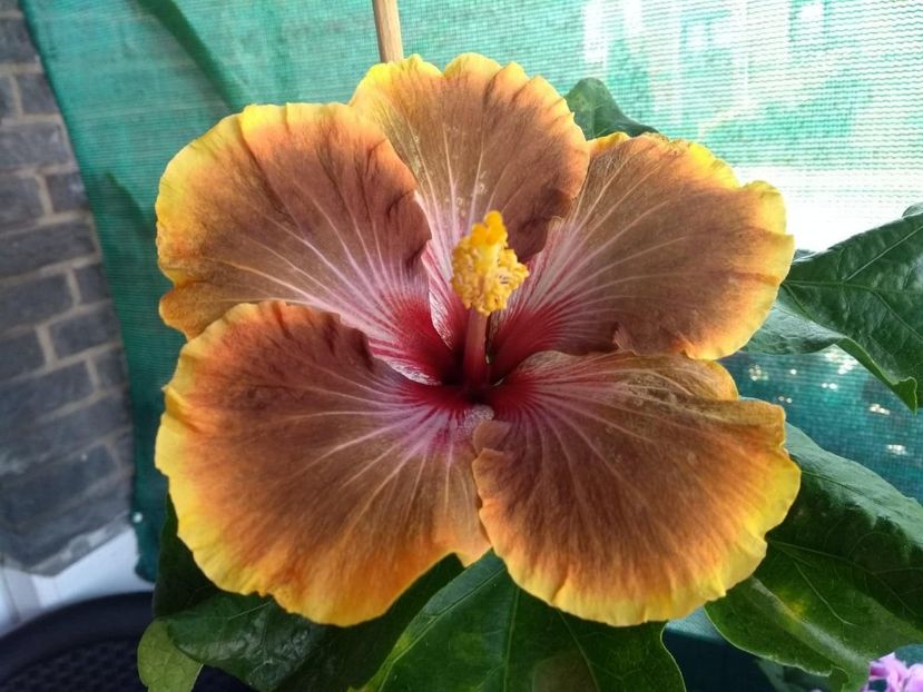  - Tahitian Brown Delight