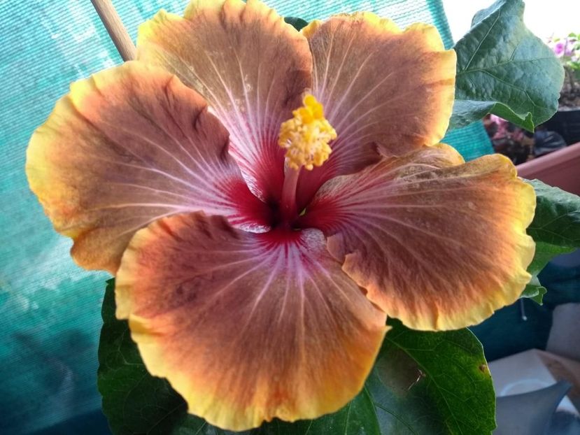 Tah.Brown Delight - 0Hibiscus in colectie infloriti