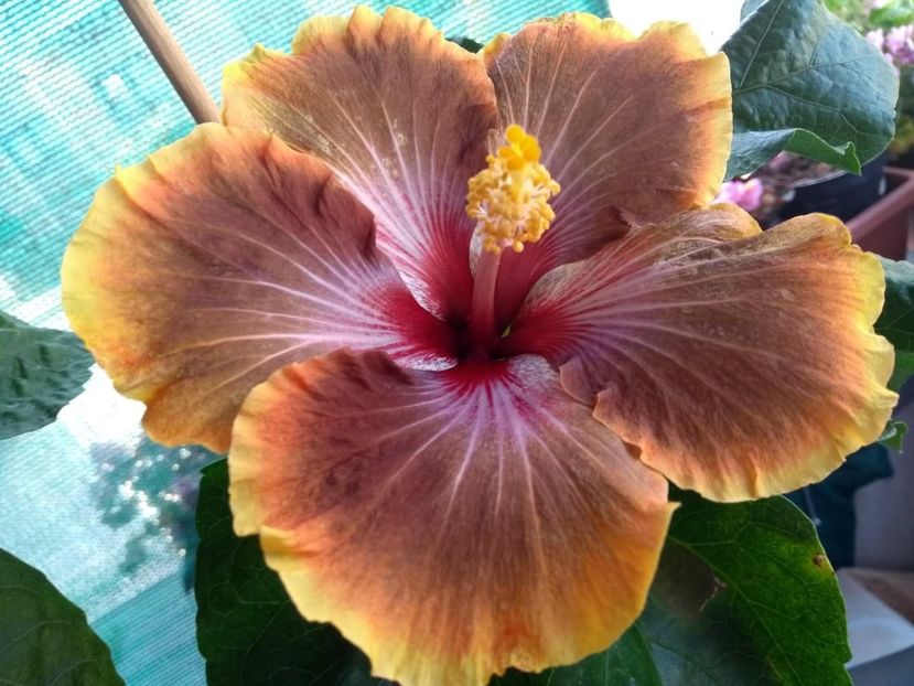  - Tahitian Brown Delight