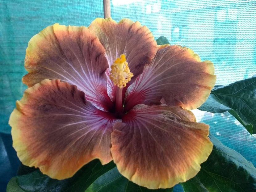  - Tahitian Brown Delight