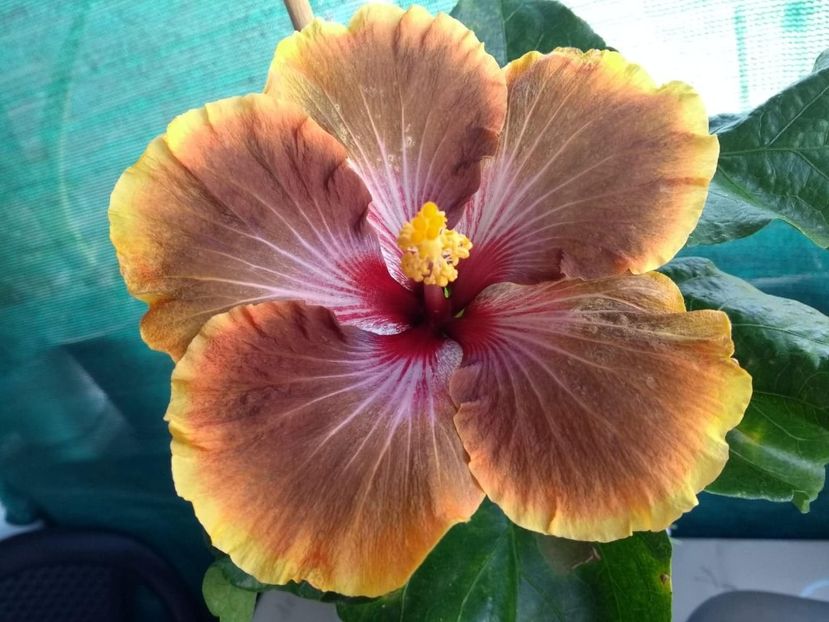  - Tahitian Brown Delight