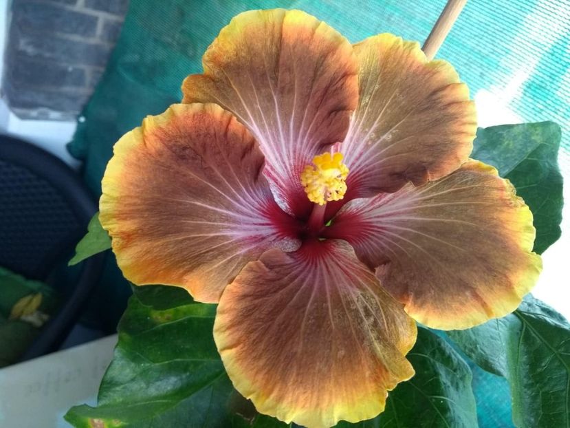  - Tahitian Brown Delight