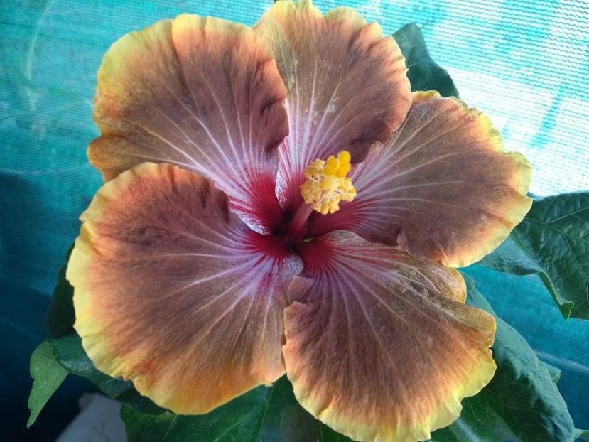  - Tahitian Brown Delight