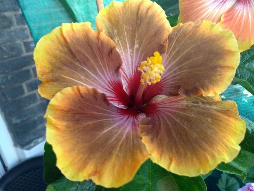  - Tahitian Brown Delight