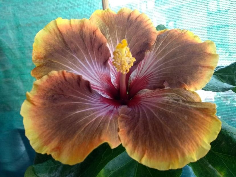 Tah.Brown Delight - 0Hibiscus in colectie infloriti