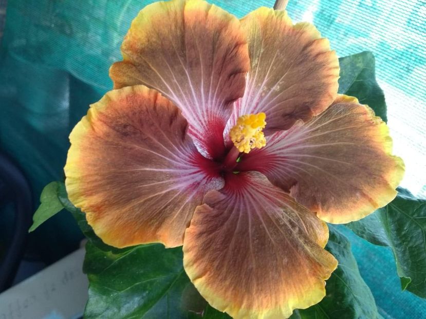  - Tahitian Brown Delight