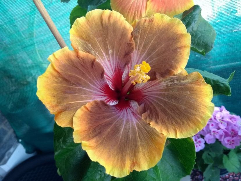  - Tahitian Brown Delight