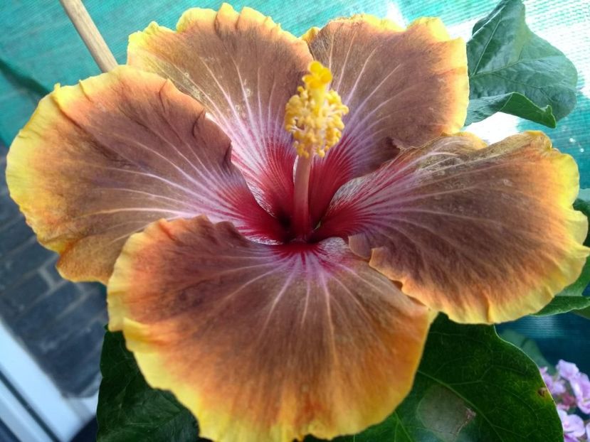  - Tahitian Brown Delight