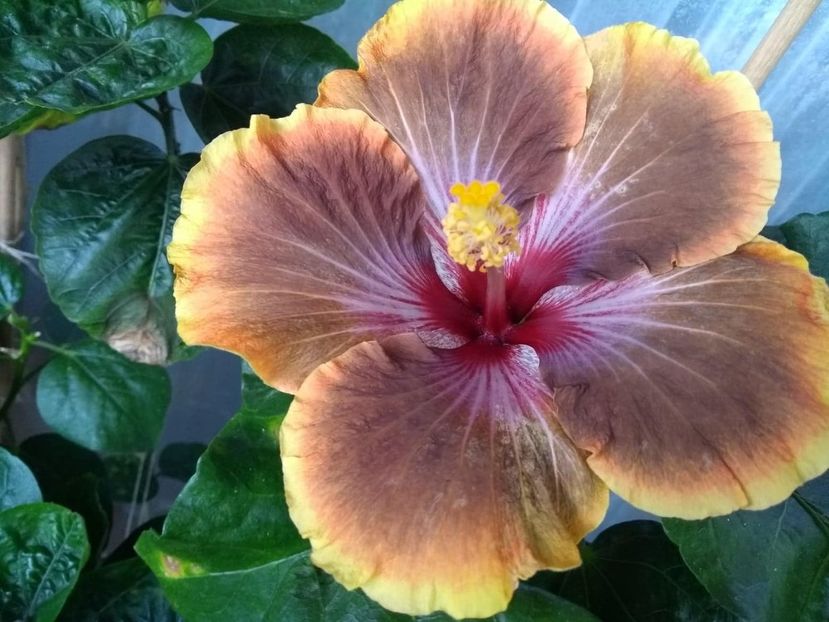  - Tahitian Brown Delight