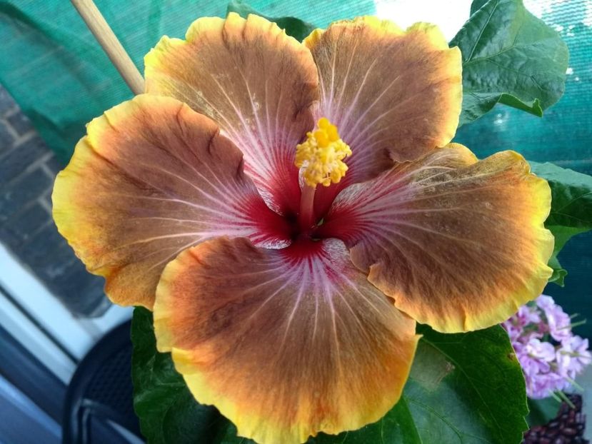  - Tahitian Brown Delight