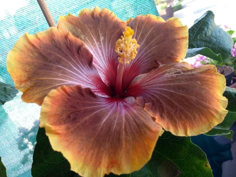  - Tahitian Brown Delight