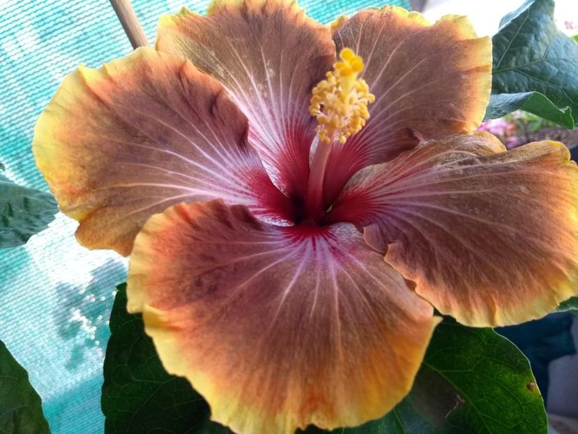  - Tahitian Brown Delight