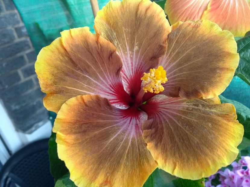  - Tahitian Brown Delight