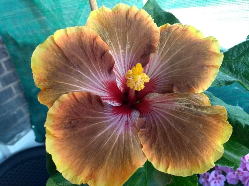  - Tahitian Brown Delight