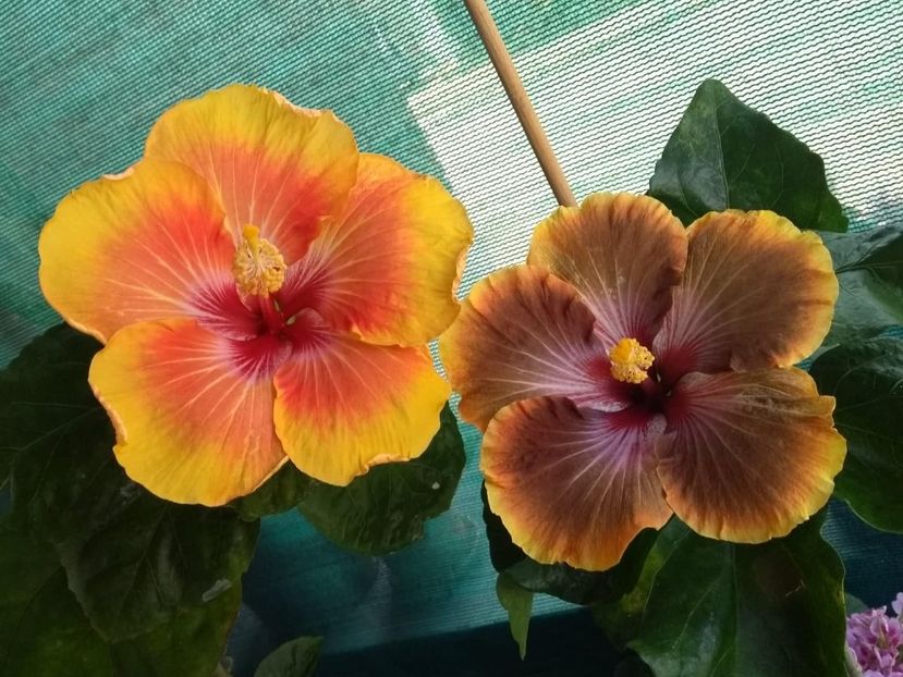  - 04Hibiscus