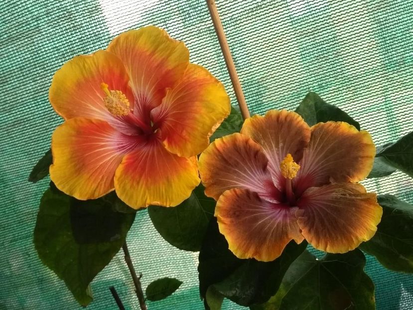  - 04Hibiscus