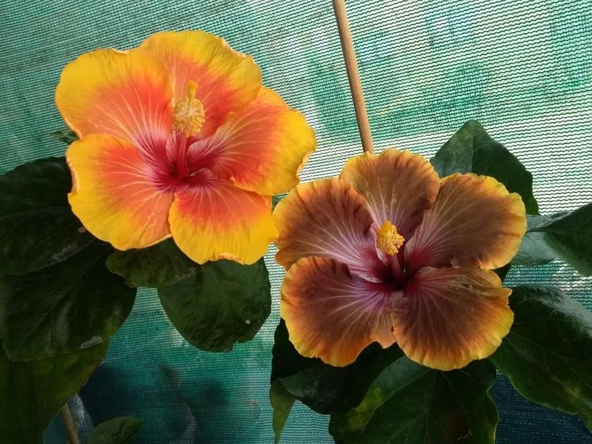  - 04Hibiscus