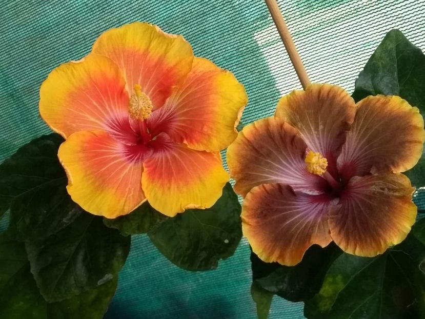  - 04Hibiscus