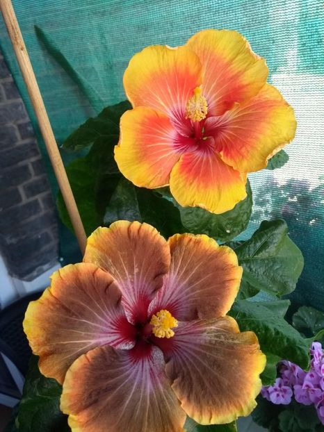  - 04Hibiscus