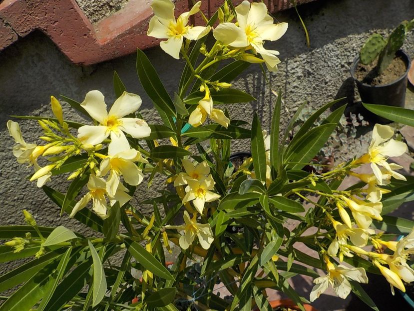  - maria gambeta nr 25