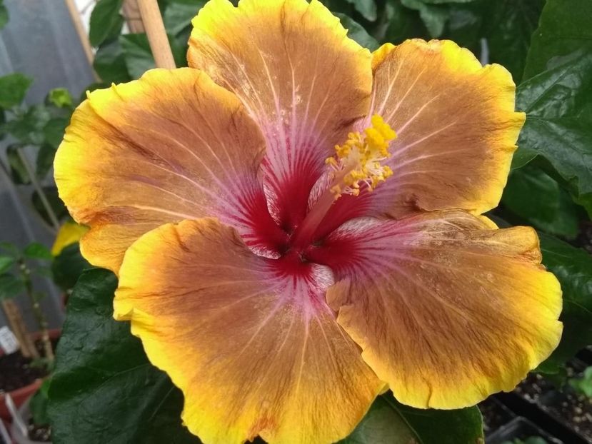  - Tahitian Brown Delight