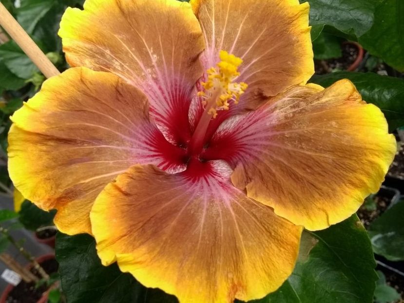  - Tahitian Brown Delight