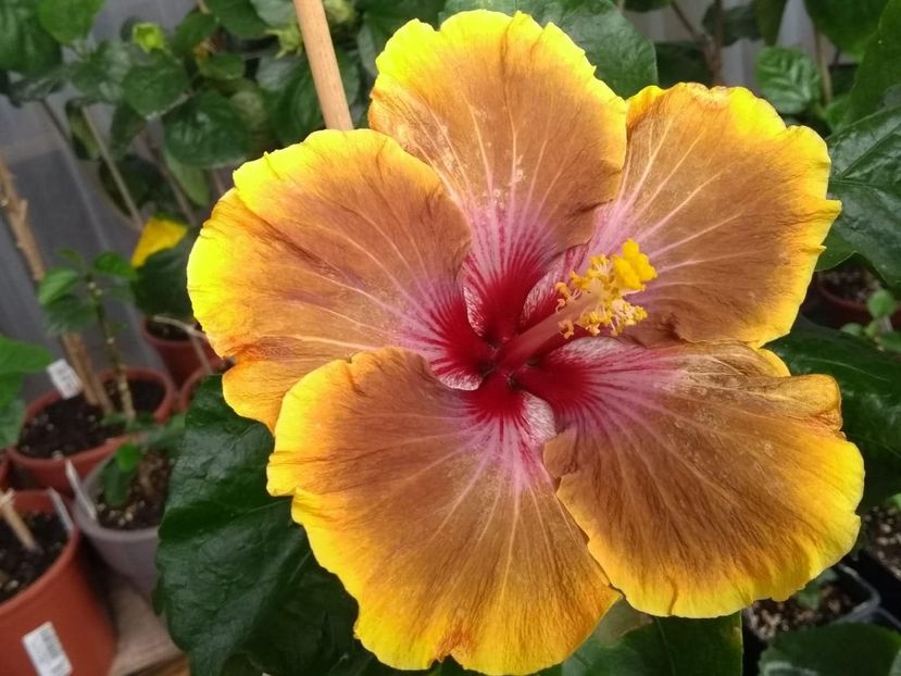  - Tahitian Brown Delight