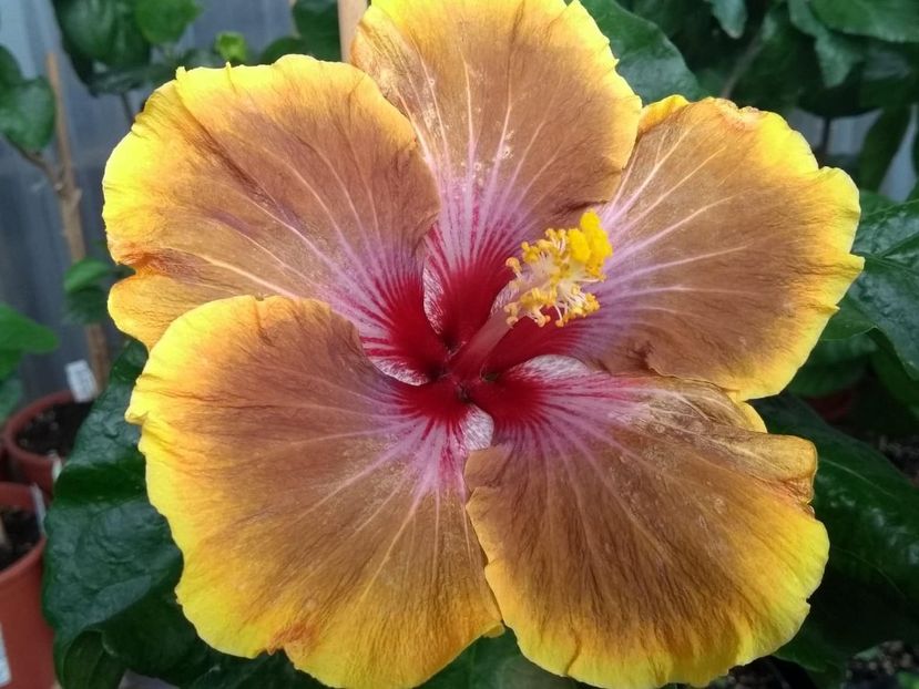  - Tahitian Brown Delight