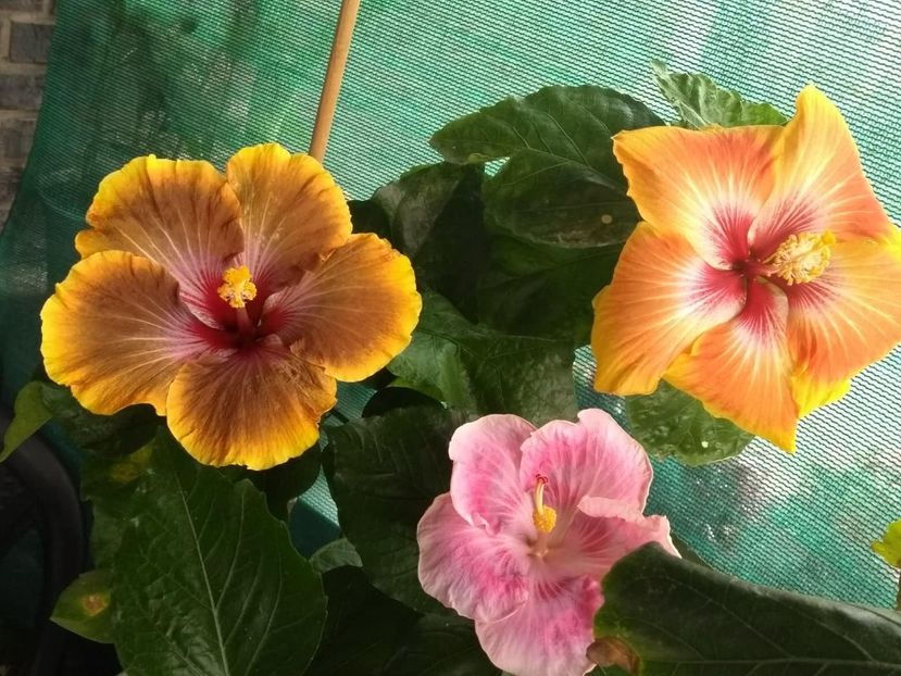  - 04Hibiscus