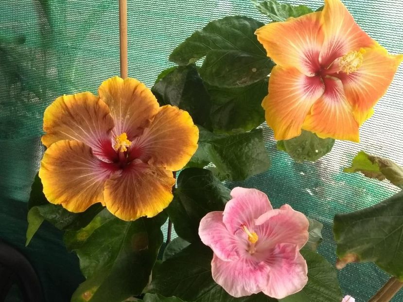  - 04Hibiscus