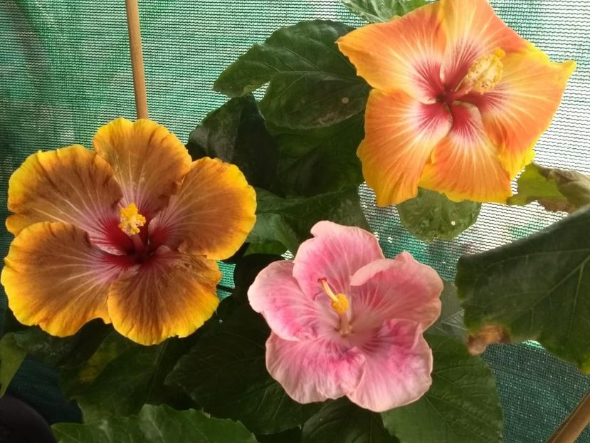  - 04Hibiscus