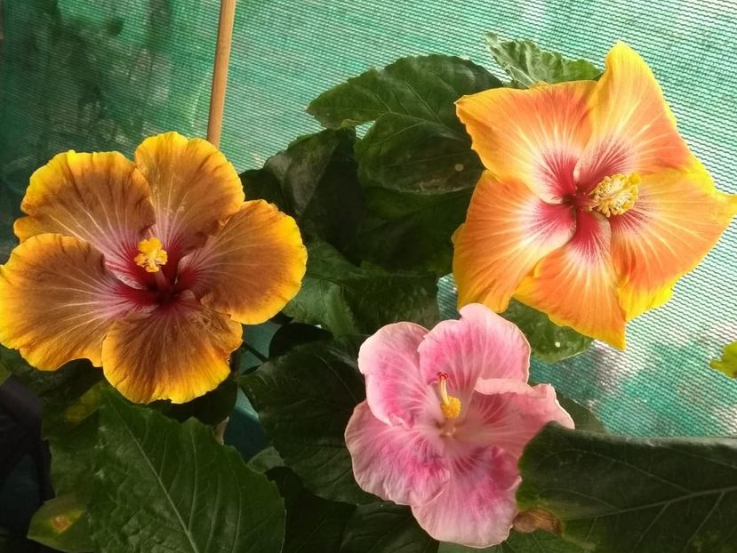  - 04Hibiscus