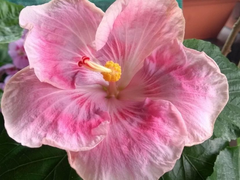  - Tahitian Raspberry Star