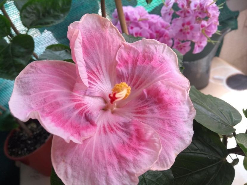  - Tahitian Raspberry Star