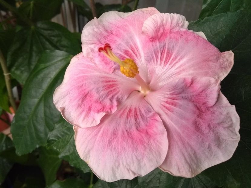  - Tahitian Raspberry Star