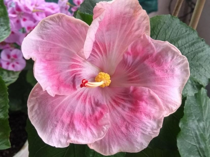  - Tahitian Raspberry Star