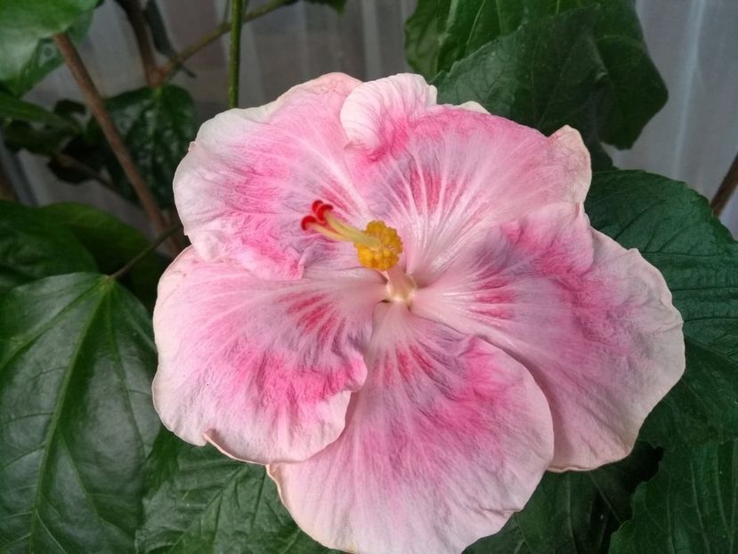  - Tahitian Raspberry Star